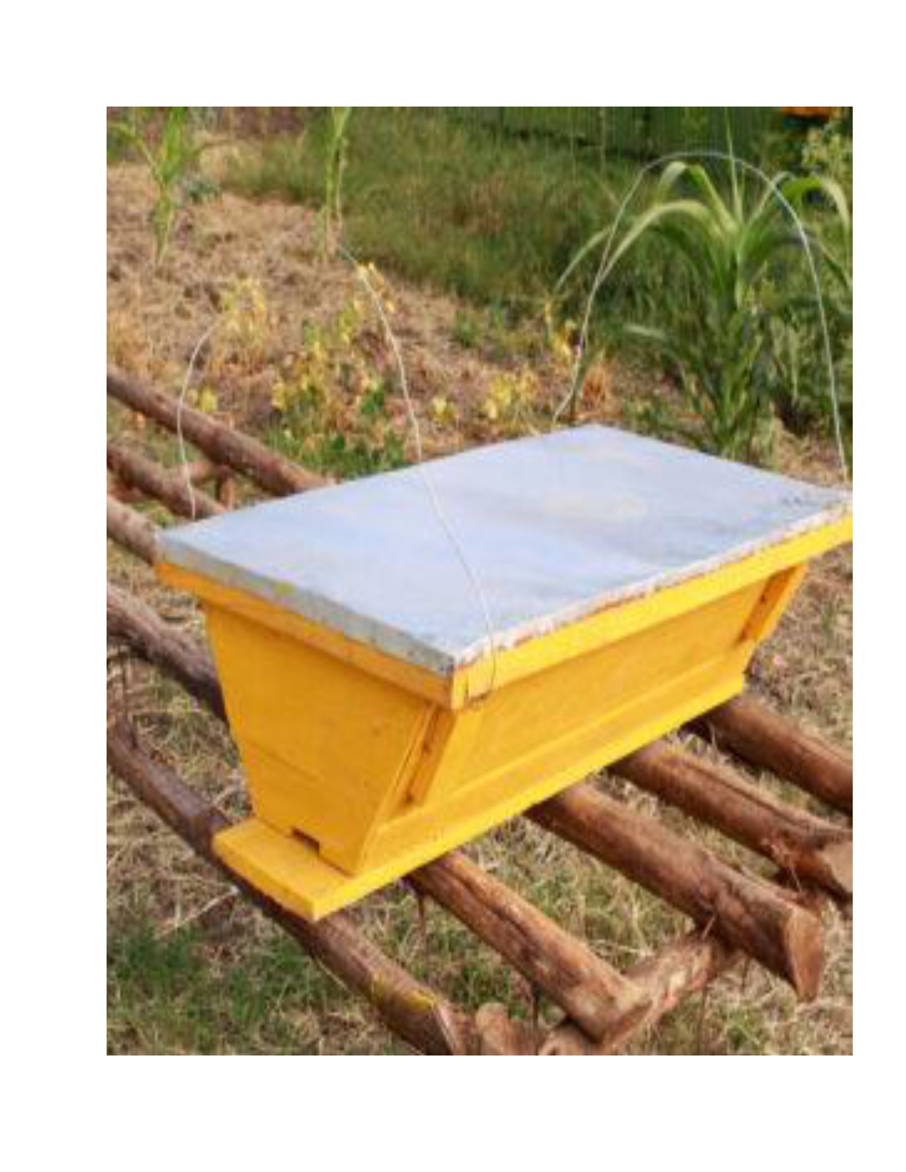 Western Gold  Kenyan Top Bar Hive (KTBH)